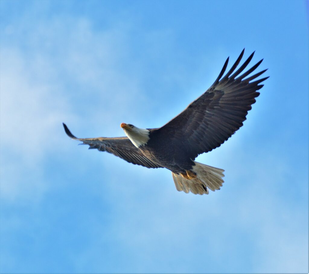 american bald eagle, bird, nature-4902912.jpg