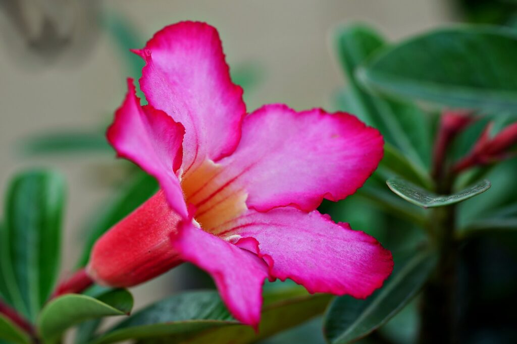 adenium, flower, beautiful flowers-7629105.jpg