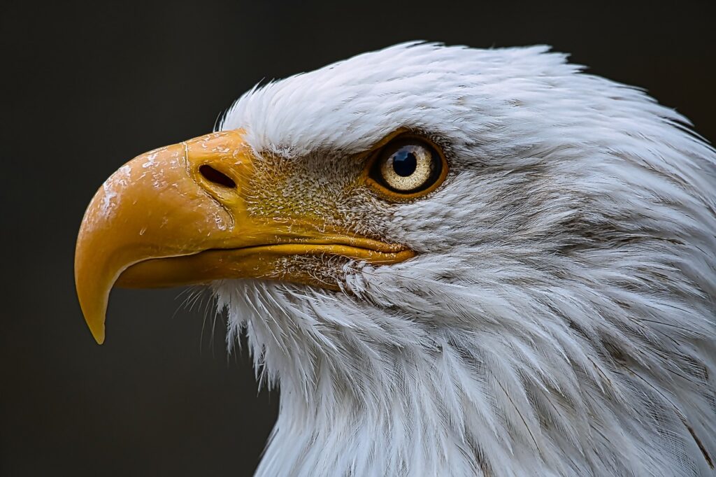 bald eagle, bird, raptor-6481346.jpg