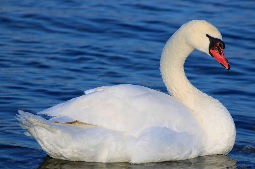 bird, white swan, plumage-7733922.jpg