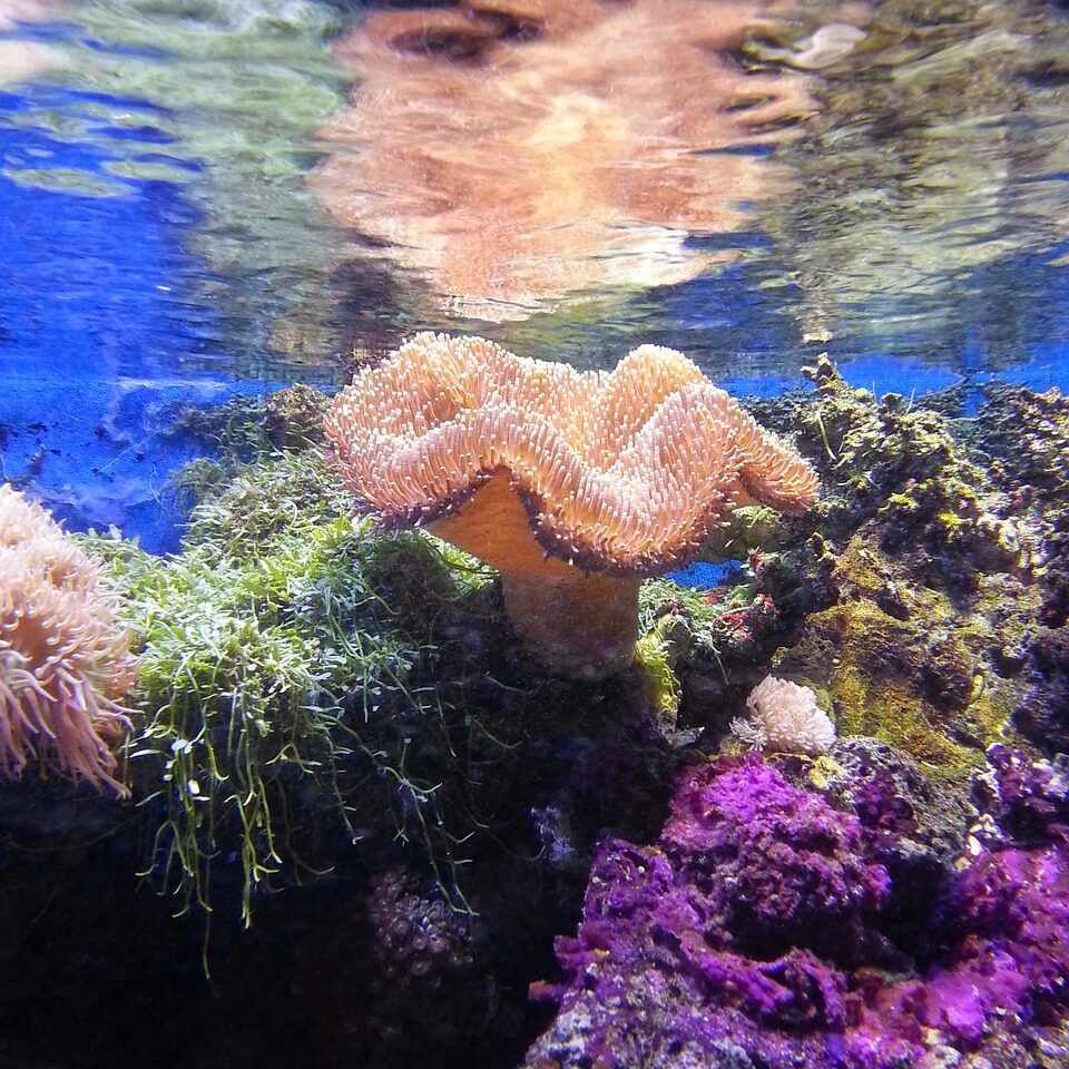 coral, under the sea, sea life-457251.jpg