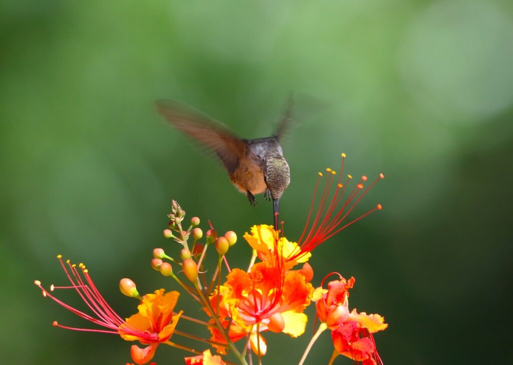 hummingbird, flowers, flower wallpaper-7384536.jpg