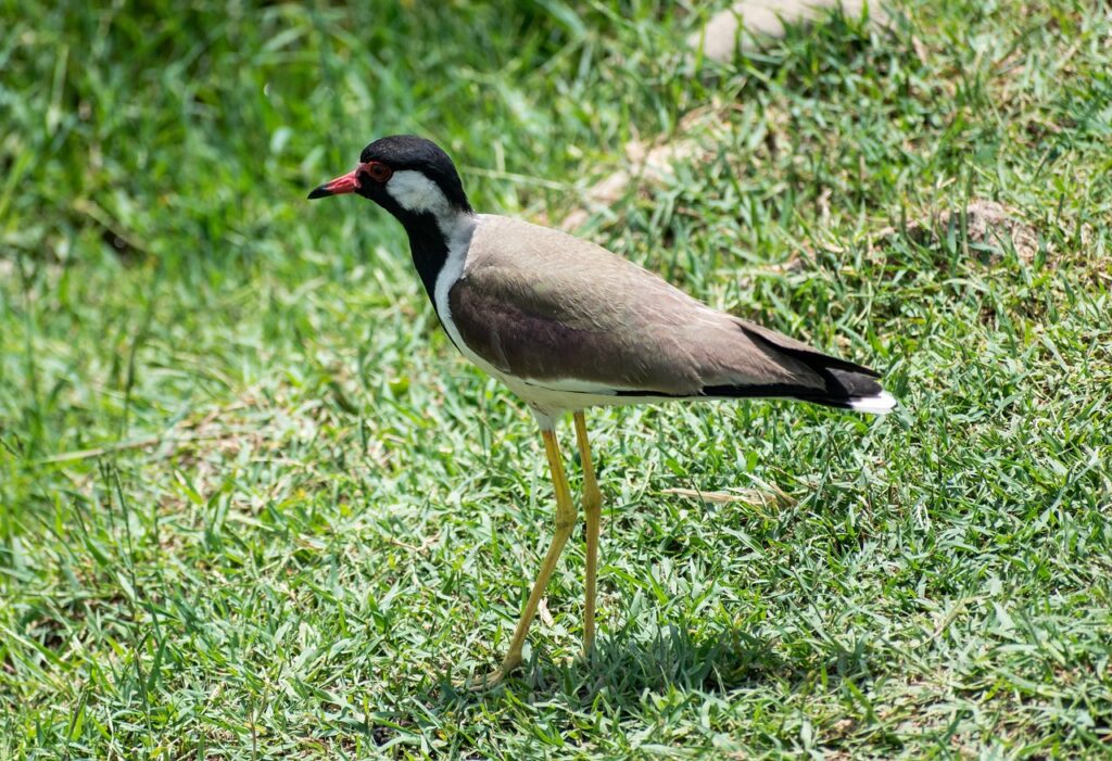 lapwing, bird, animal-8060391.jpg