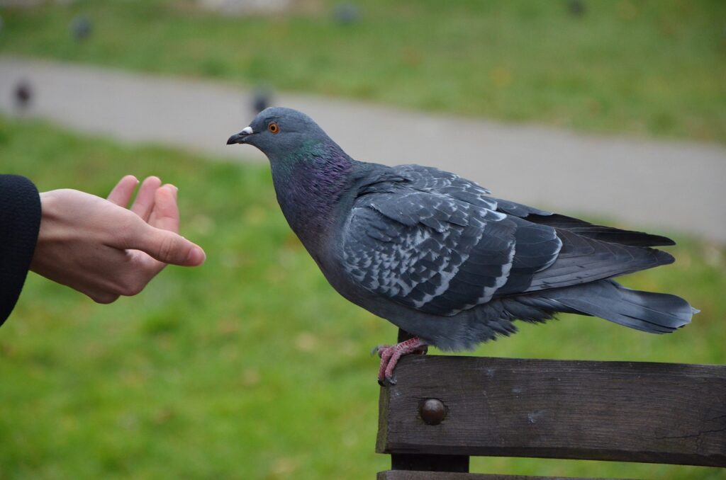 pigeon, bird, feed-6773343.jpg