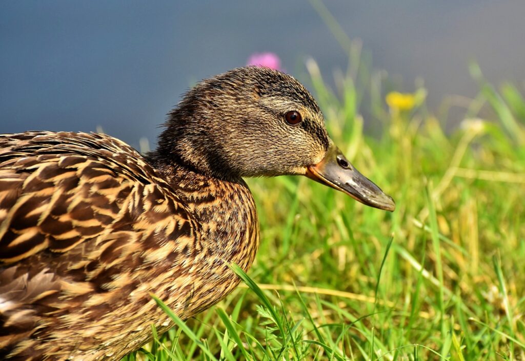 duck, bird, mallard-3712779.jpg