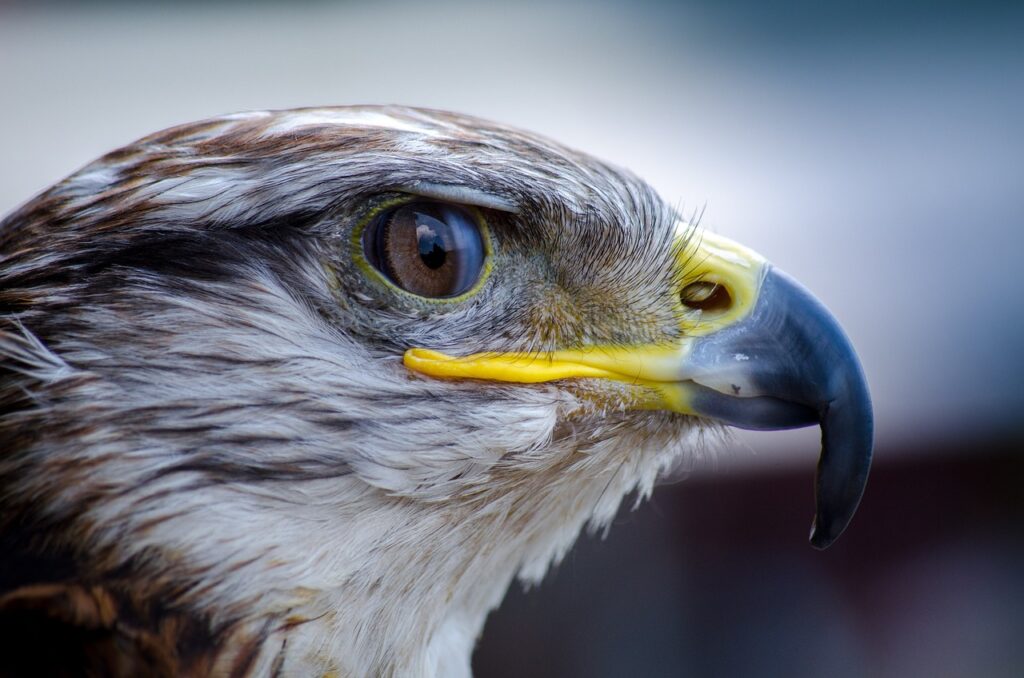 eagle, bird, beak-197052.jpg