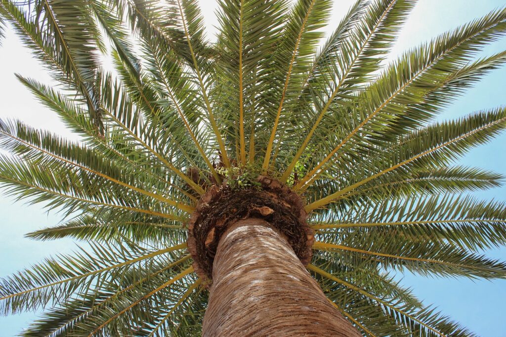 palm tree, blue sky, blue-3387205.jpg