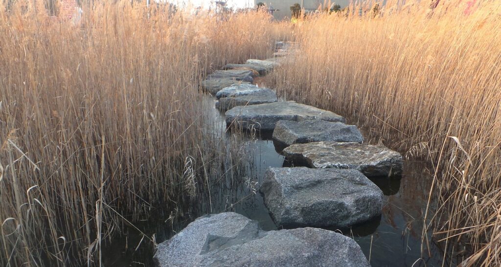 reed, stepping stone, stone bridge-1666746.jpg