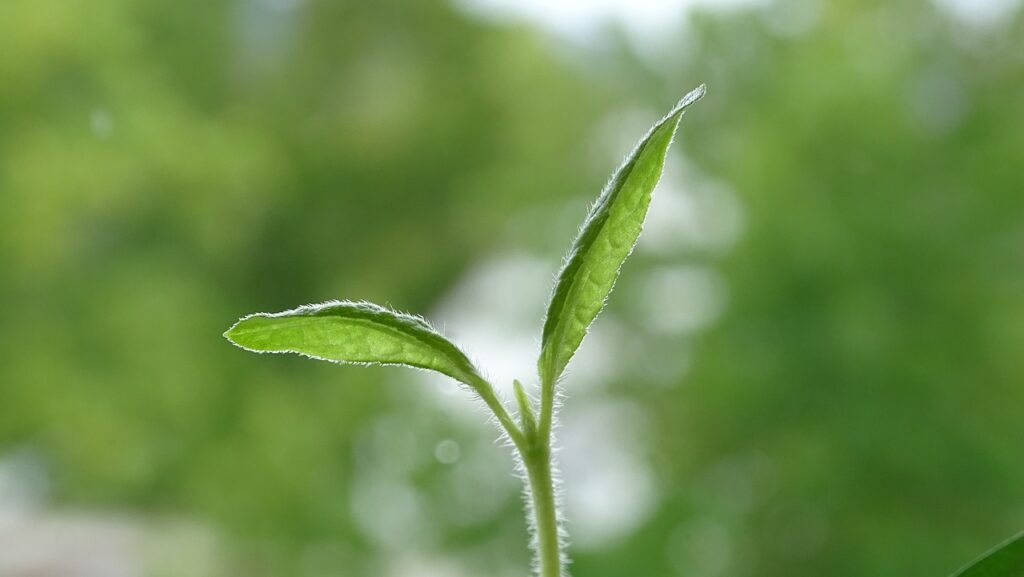 seedling, plant, sunflower-4459436.jpg