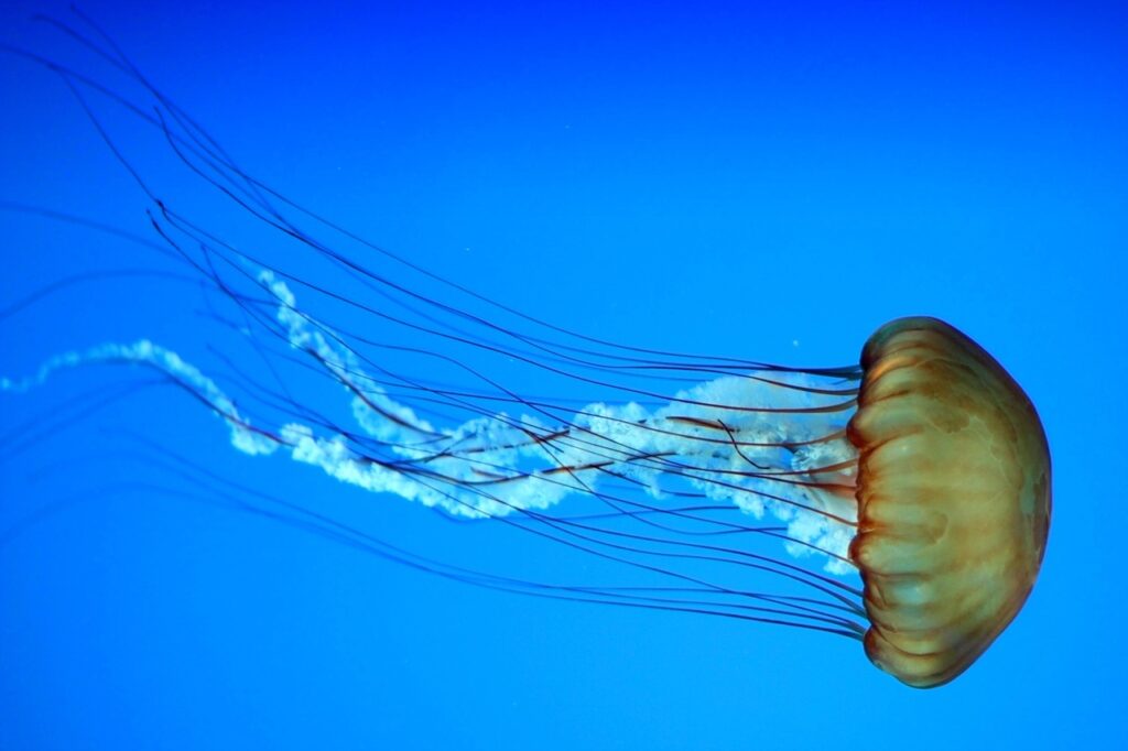 jellyfish, marine, aquatic, underwater, aquarium, nature, wildlife, ocean, sea-2285524.jpg
